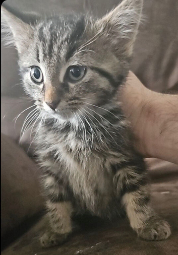 10 week old kittens