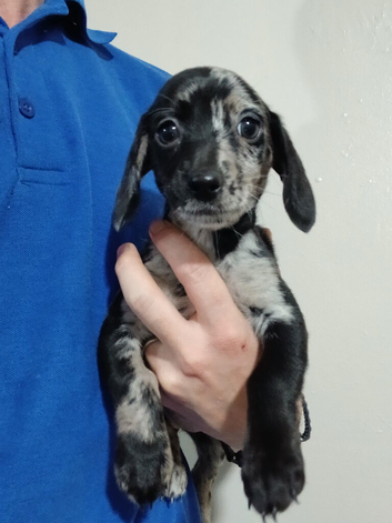 Miniature dachshund mix
