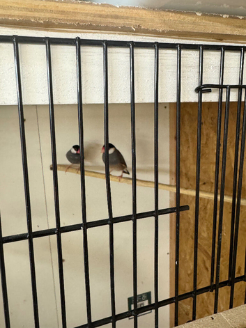 Java sparrows