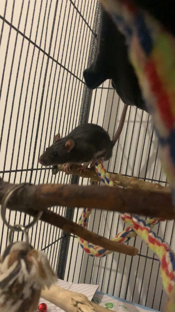 Male rat