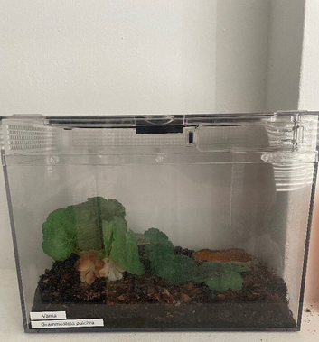 G.Pulchra male grown on and juvenile set up