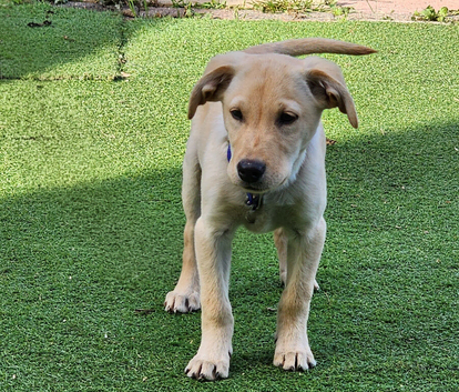 Labrador boy