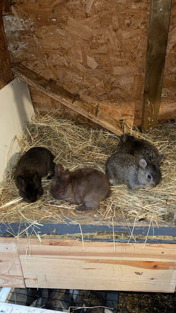 4 gorgeous netherland dewarth bunnies