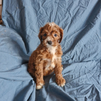 Cavapoo puppies