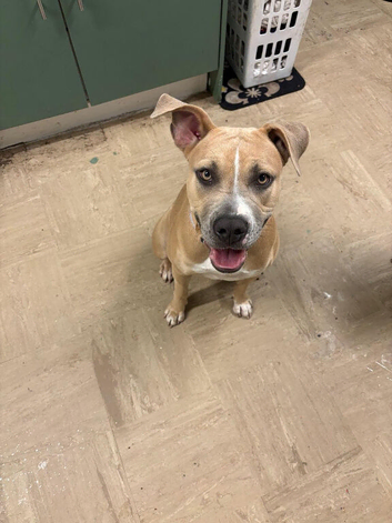 10 month old staffy for sale