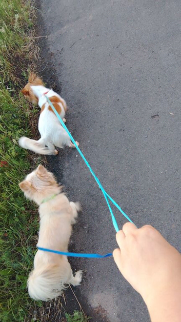 Two long haired chihuahua females