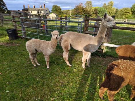 Trio of female alpacas for sale