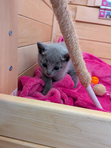 TICA registered Russian blue kittens