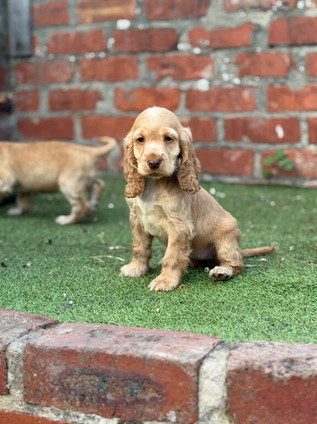 Show type cocker spaniel puppies