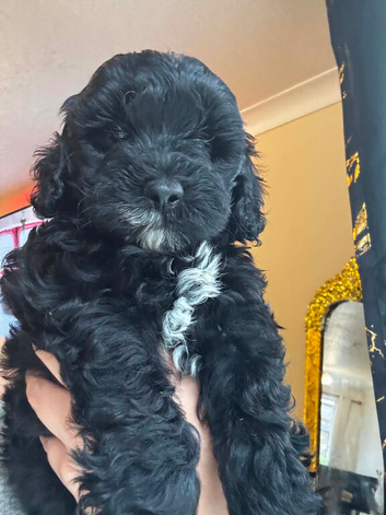 F1B Toy Cockapoo puppies 2girl 1boy left
