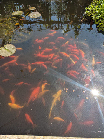 Goldfish