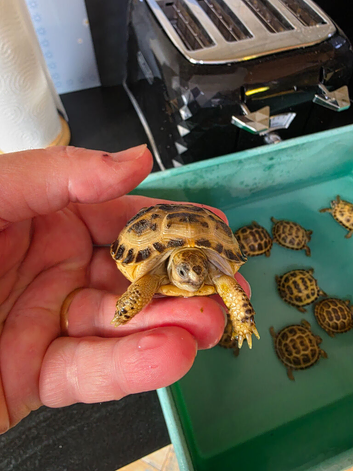 Baby horsefield tortoise for sale