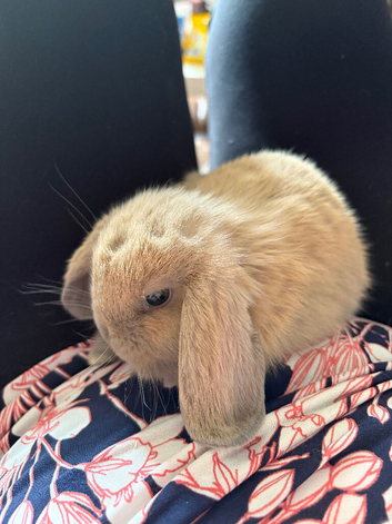 Mini lop rabbits x3 (ready 25th August)