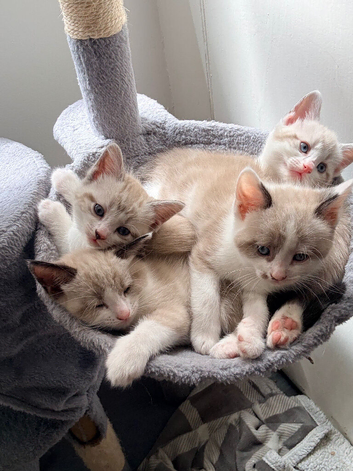 Stunning kittens