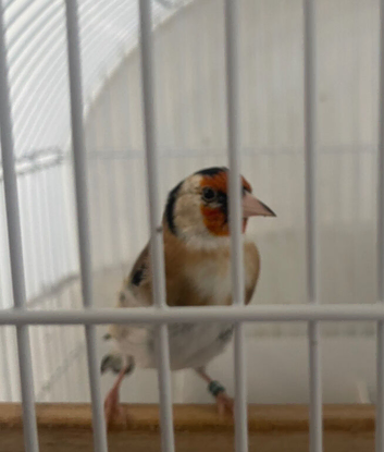 Exchange my siberian goldfinch Male to female