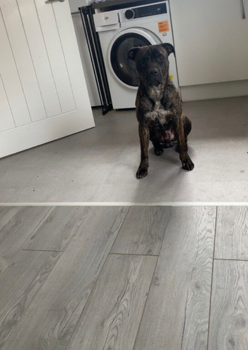 Male presa canario