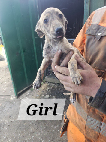 Beautiful Lurcher pups