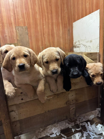 Kc registered yellow Labrador puppies