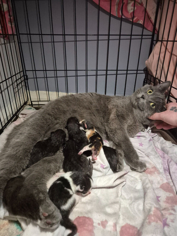 Ragdoll cross kittens