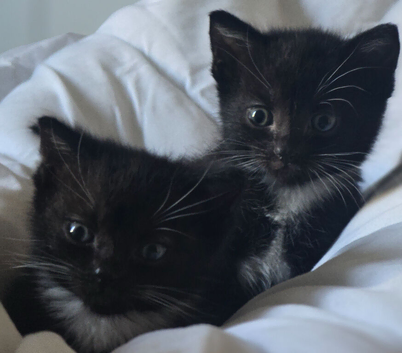 3  kittens for sale