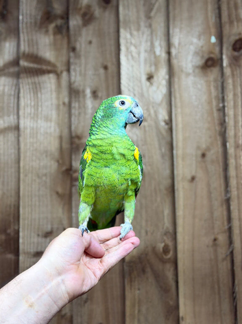 Blue fronted