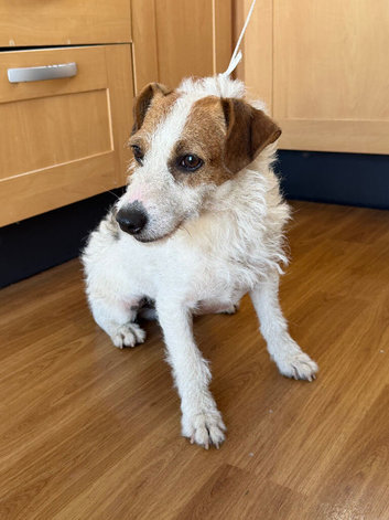 14 months old parsons x jack russell boy