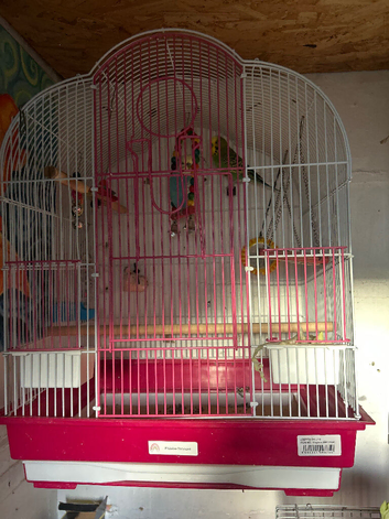 2 budgies