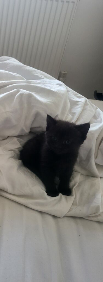 Gorgeous black kitten last one