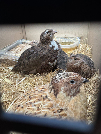 Quails available Peterborough