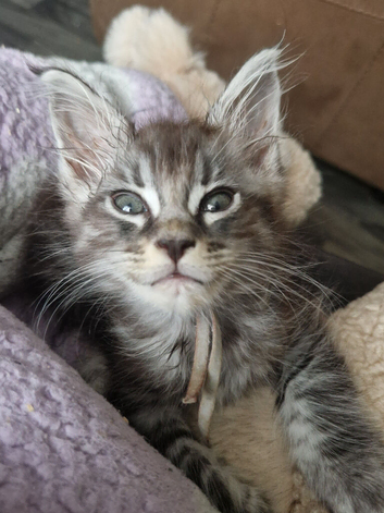 Gorgeous mainecoon kittens