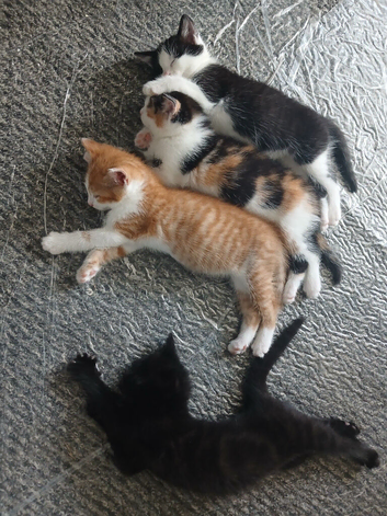 3 kittens ready for there new homes