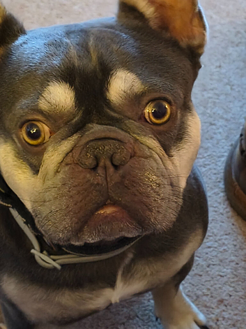 French bulldog (Hugo)