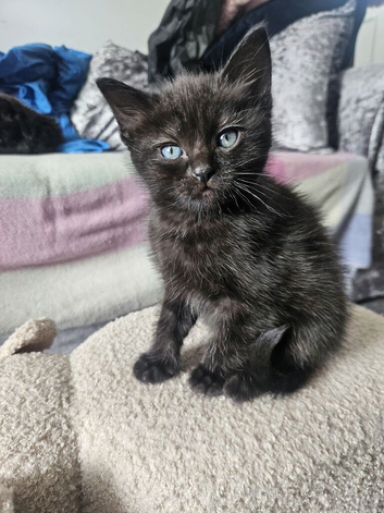Kitten for sale