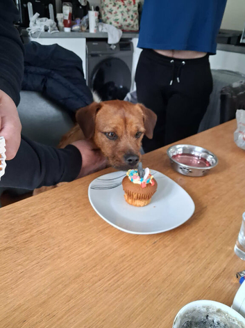 Patterdale terrier x Lakeland terrier