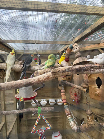 Budgies for sale