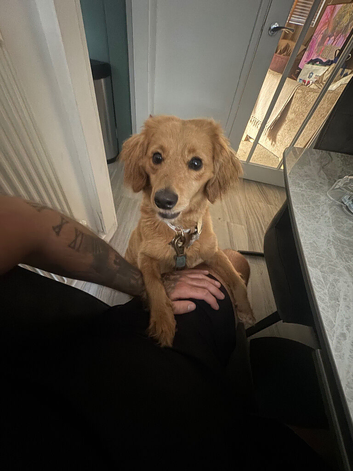 Sprinkles requires a new home