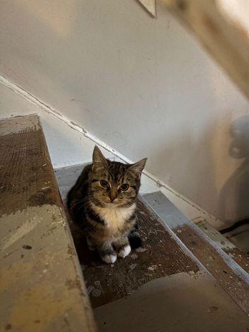 Cute tabby girl