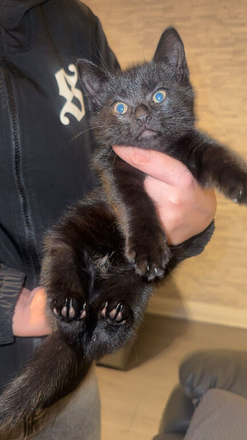 Beautiful black kitten