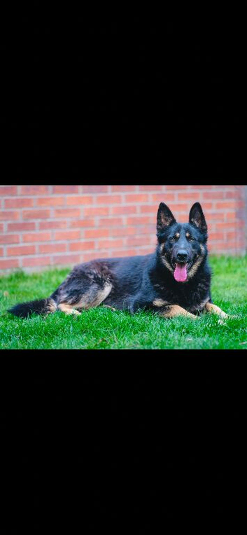 German Shepherd Stud (proven)