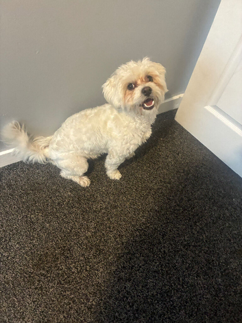 Male Stud available