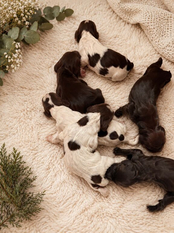Sprocker puppies 3 days old