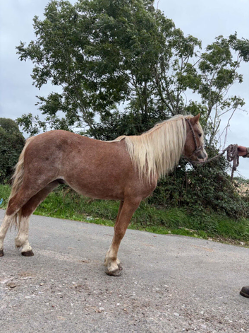 Welsh section a gelding