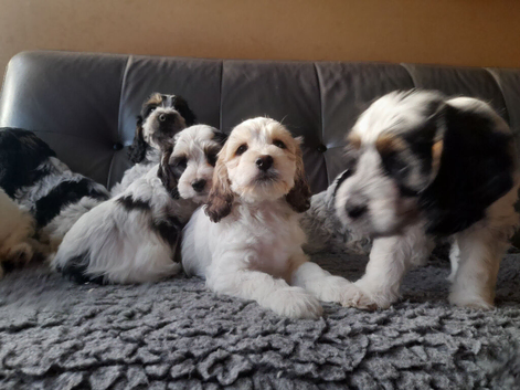 Cock-a-chon puppies.