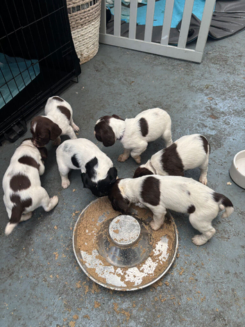English Springer spaniel puppies for sale