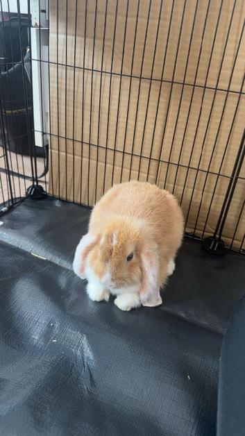 Mini lop for sale