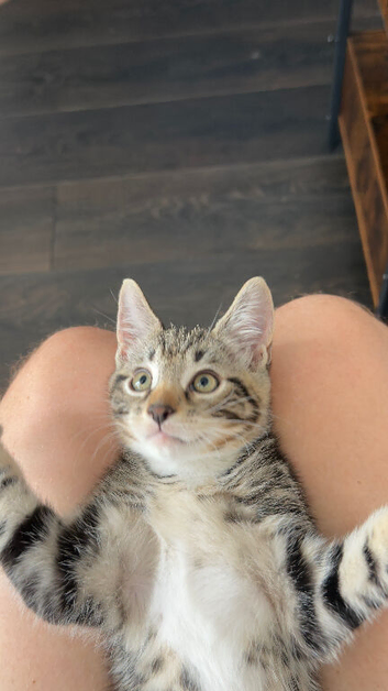 Half Breed Bengal  Kittens
