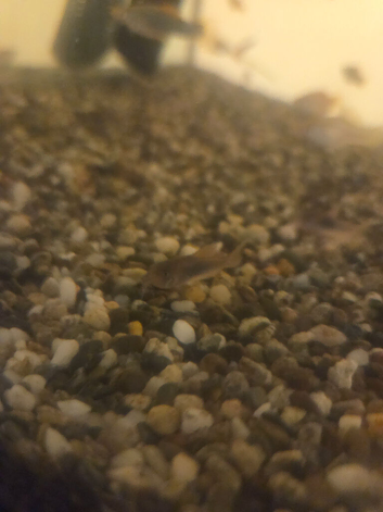 Bronze Corys