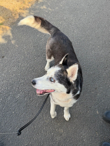 Female Siberian husky 2 and half years old