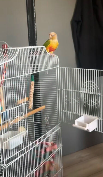 pineapple conure bird