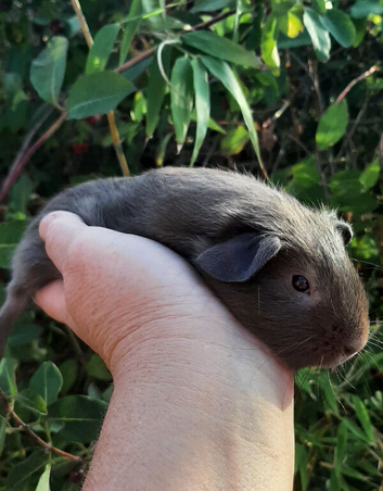 Baby boy guinea pigs available